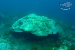 north bali reef conservation program, marine conservation program31